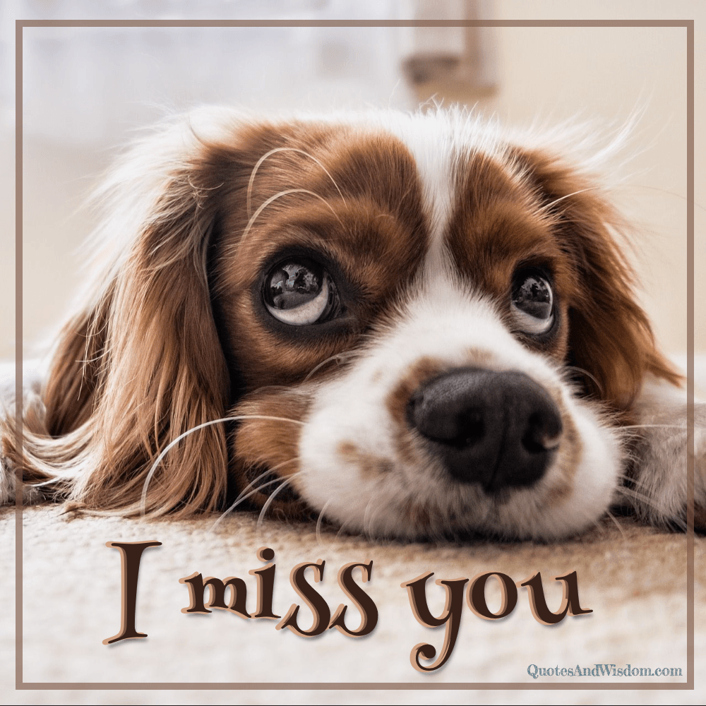i miss you animal pictures